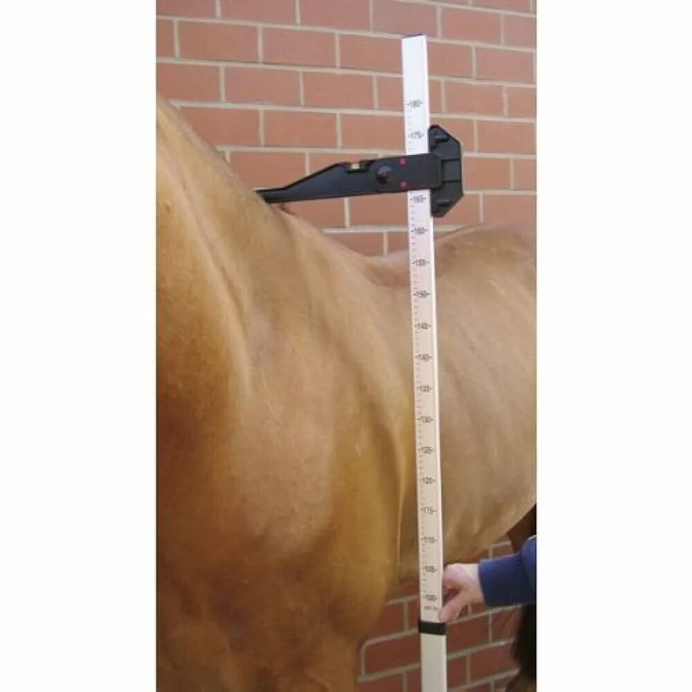 Мерная палка для лошадей. Сахарный диабет у животных. Измерение температуры у коровы. Животные на весах. Мерная палка для измерения крс.