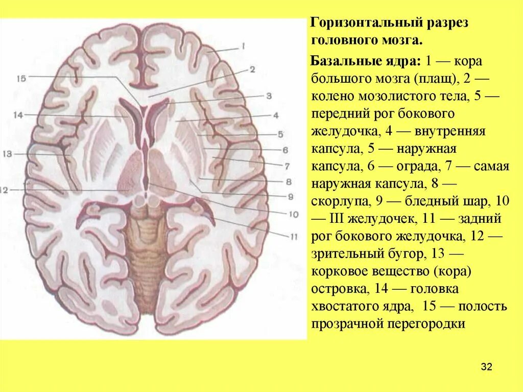 Усиленный в базальных отделах. Базальные ядра горизонтальный разрез. Наружная капсула базальных ядер. Горизонтальный разрез мозга на уровне базальных ядер. Базальная поверхность головного мозга горизонтальный разрез.