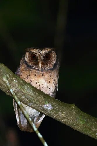 Otus basic. Otus rufescens. otus sagittatus. красноватая совка. otus rufescens фото.