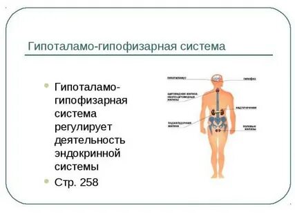 Сообщение о нарушении работы эндокринной системы