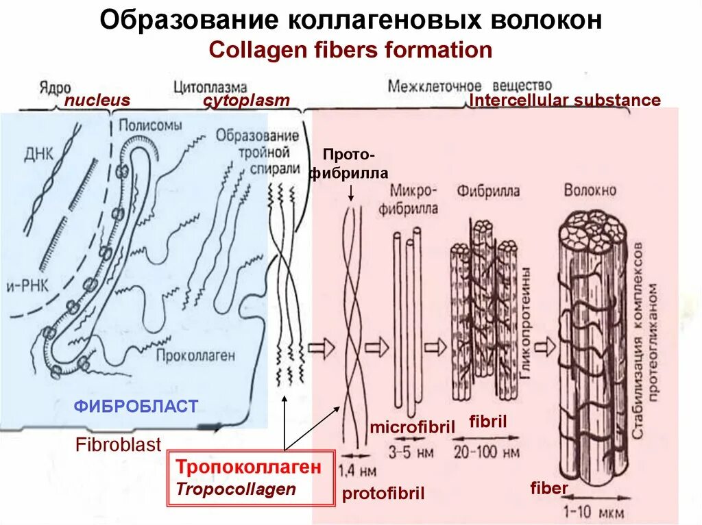 Коллаген эффективность. Коллагеновые волокна и эластические волокна. Строение коллагенового волокна гистология. Образование коллагеновых волокон гистология. Коллагеновые волокна соединительной ткани.