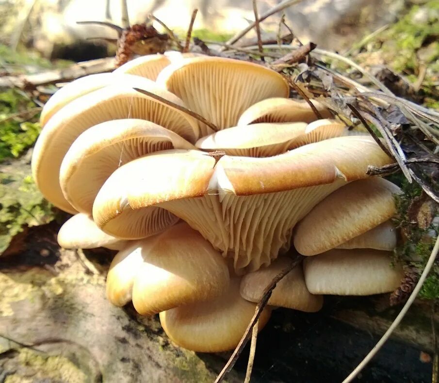 Есть грибы вешенки. Вёшенка обыкновенная. Pleurotus citrinopileatus. Вешенка оранжевая. Вёшенка обыкновенная съедобные.