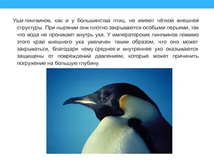 Приспособление пингвинов