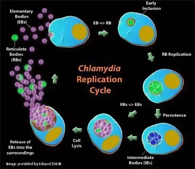 Хламидия 5. Chlamydia pneumoniae (г-).