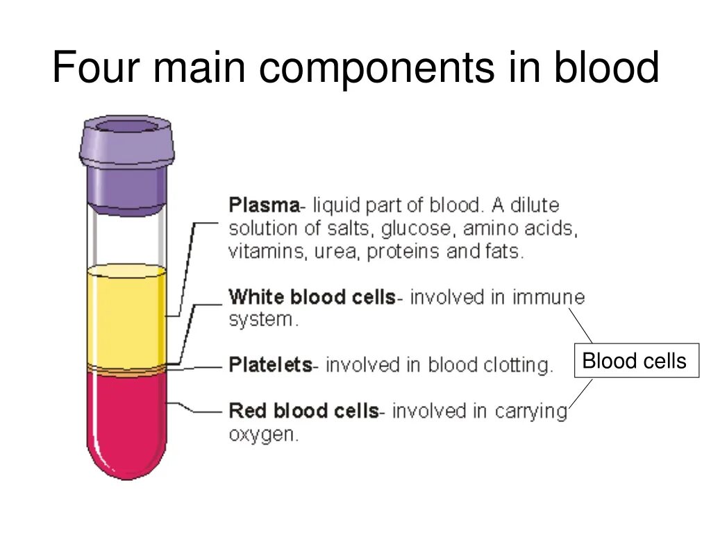 Blood components. Main components of Blood. Functions of Blood.