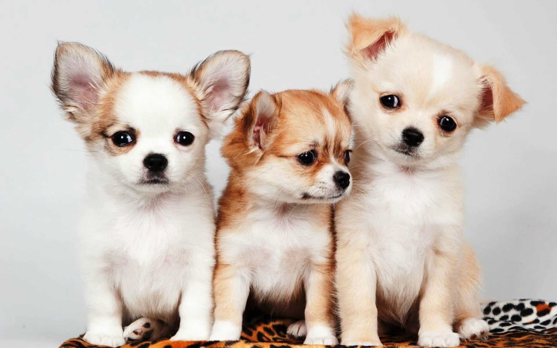 Порода собак чихуахуа чихуахуа. Чихуахуа. Щенки с висячими ушами. Щенки с висячими ушами. Чихуахуа чихуахуа собака.