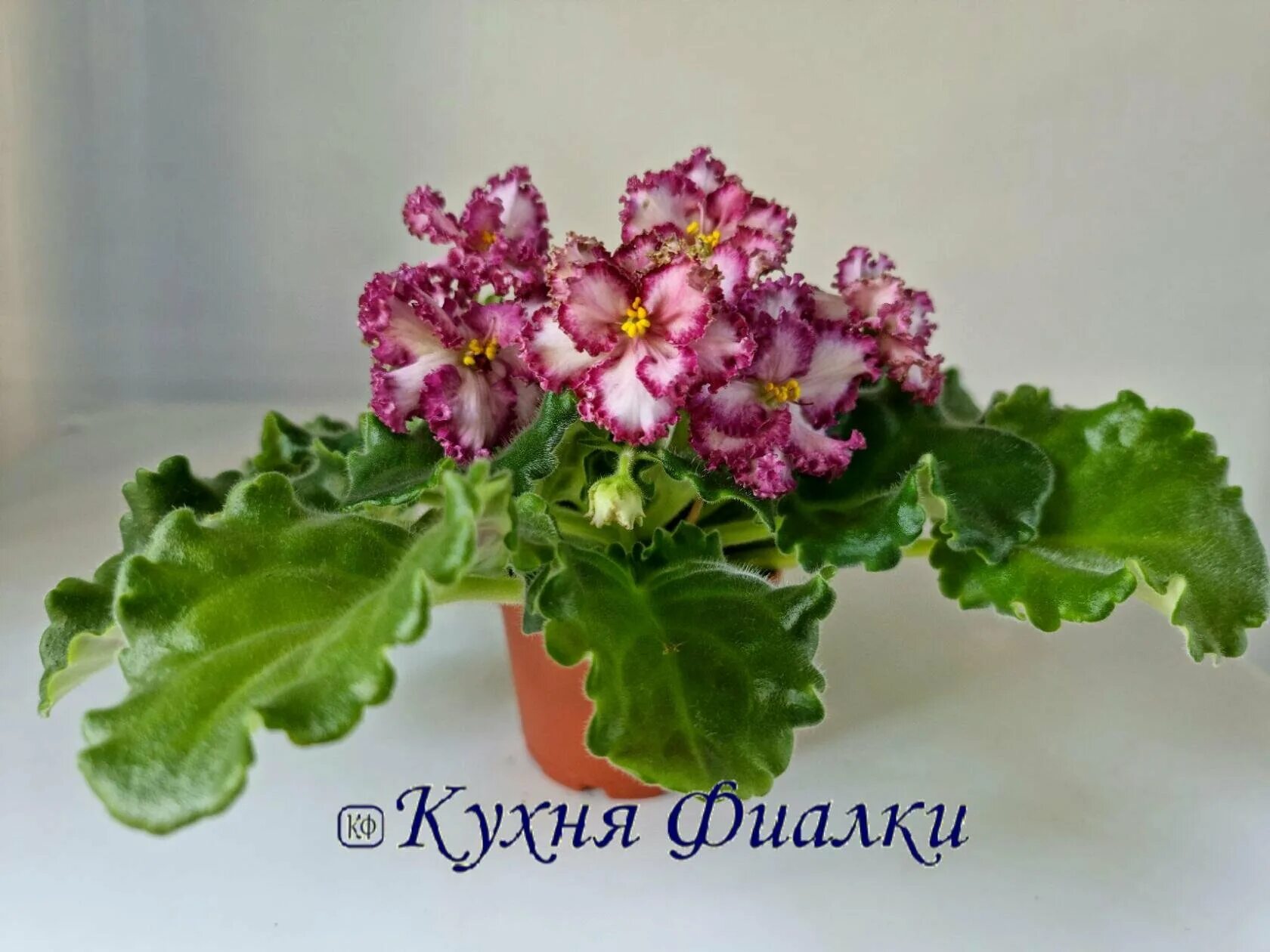 Фиалка рм звезда регул Фитостудия-63.ру
