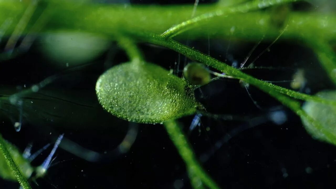 Водные растения пузырьки. Пузырчатка хищное растение. Альдрованда пузырчатая. Элодея и пузырчатка. Утрикулярия пузырчатка.