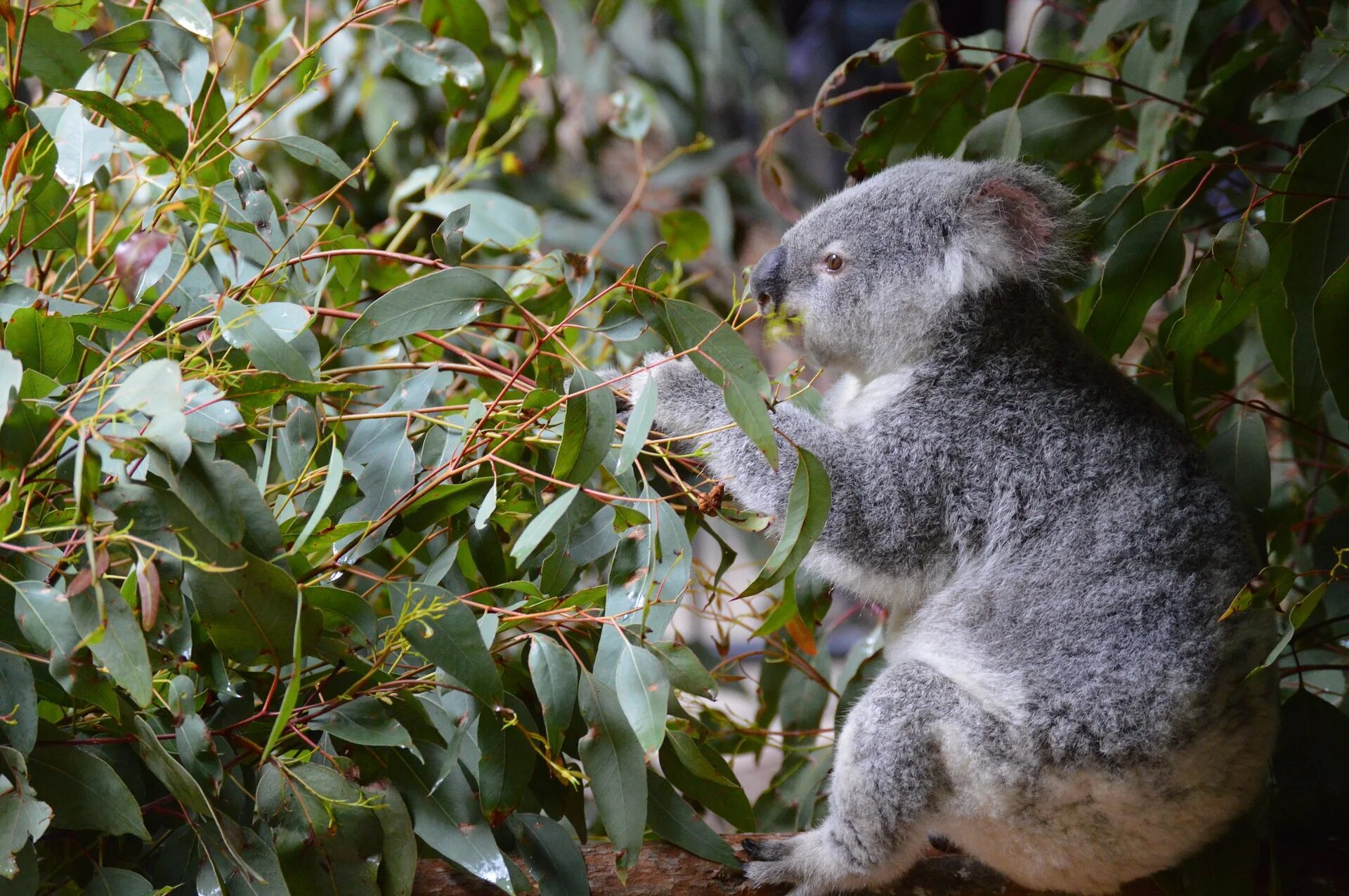 Коала на эвкалипте. Коала сумчатое. Австралия фауна коала. Картинки коала в Австралии.