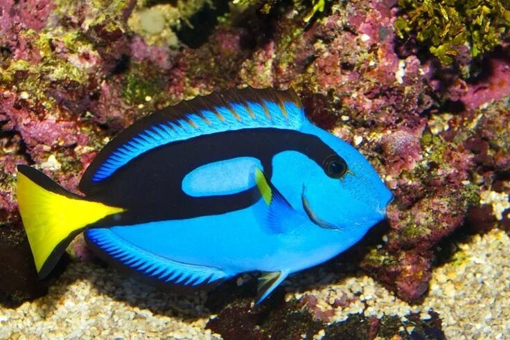 marine underwater - Google Search Fish, Fish pet, Animals