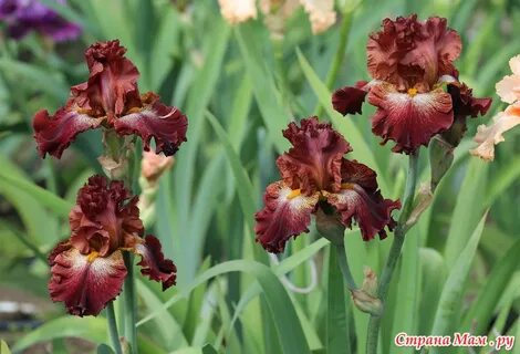 Iris 1 uzbek