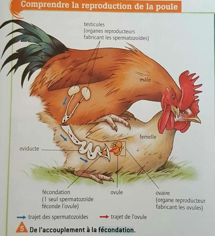 Как спаривается петух. Физиология петуха. Физиология петуха и курицы.