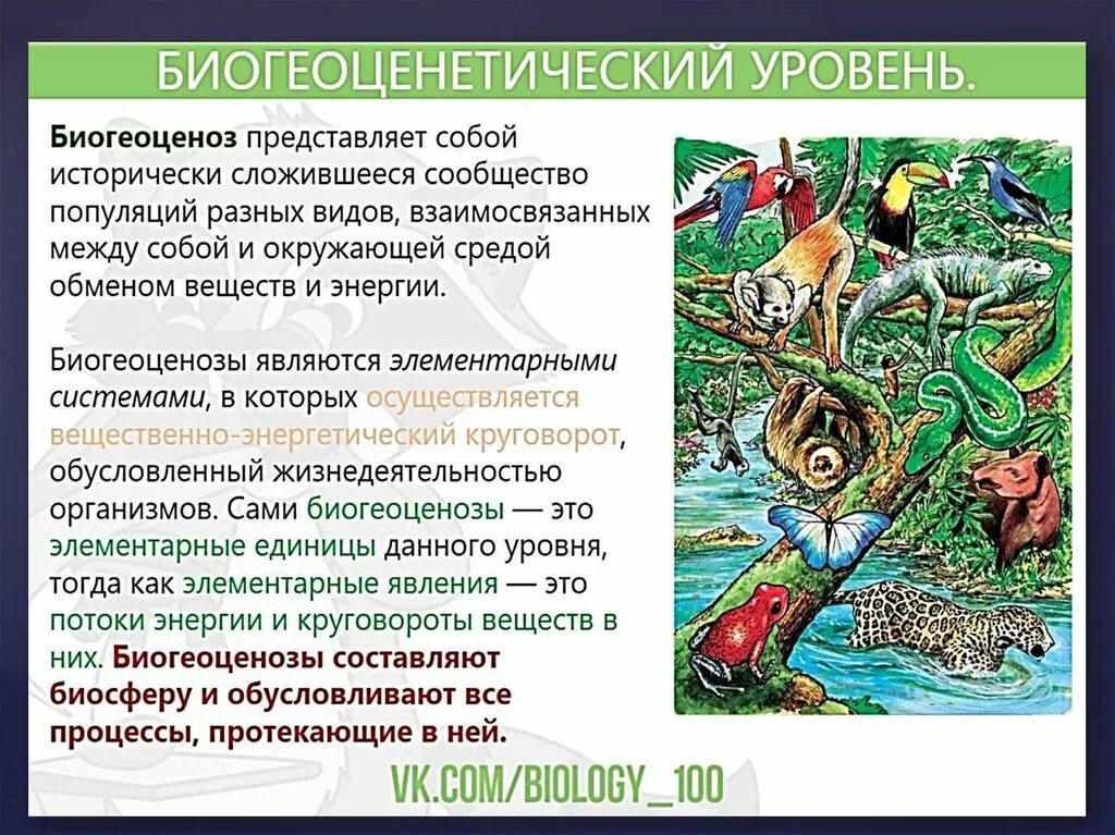 Биосферный уровень общая характеристика. Организменный уровень организации живой материи. Уровни организации живого презентация. Уровни организации живой материи организменный уровень. Биогеоценотический и биосферный уровни жизни.