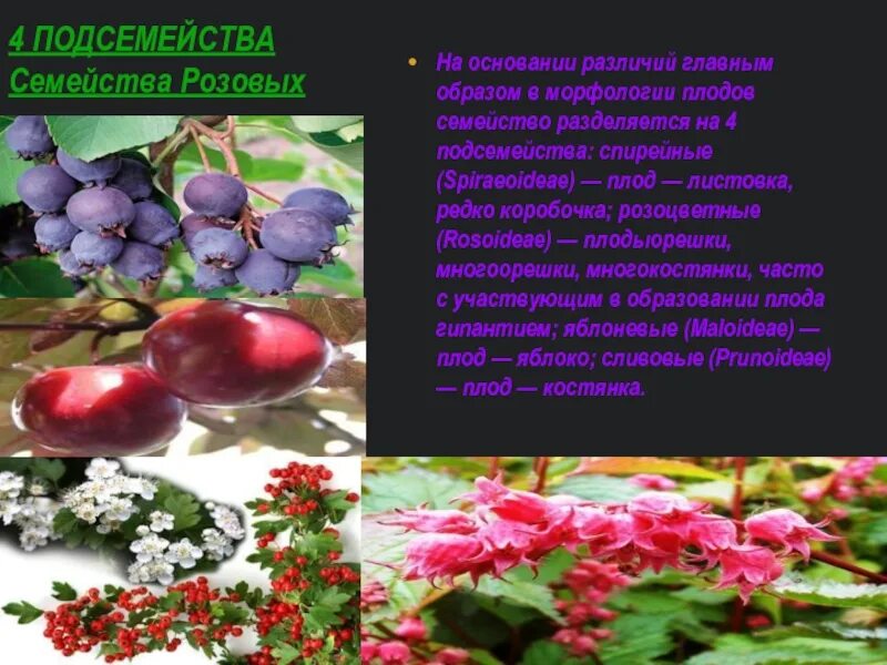 Подсемейства розоцветных. Розоцветные подсемейства. семейство розовые подсемейство. семейство розоцветные представители. подсемейство розовые плод.