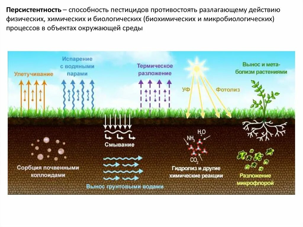 Процесс ускоренного накопления. Микробиологические процессы в почве. Влияние пестицидов на окружающую среду схема. Пестициды в почве. Растения в почве.