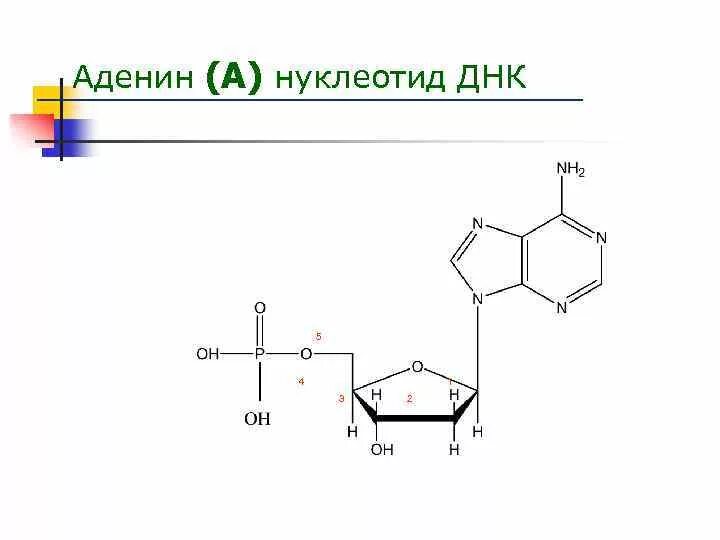 Строение нуклеотида ДНК формула. Строение нуклеотида. Нуклеозид аденина. Строение нуклеотида ДНК.