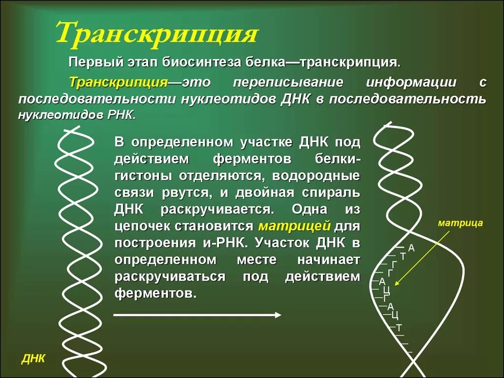 Транскрипция Синтез белка. Транскрипция биология. Синтез ДНК И белков. Транскрипция ДНК этапы.