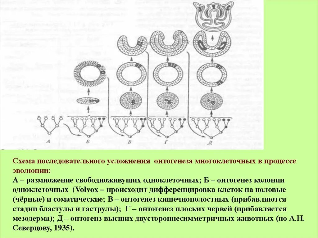 Схема усложнения многоклеточных в процессе эволюции. Онтогенез одноклеточных. Онтогенез многоклеточных. Онтогенез многоклеточных организмов. Этапы эволюции многоклеточных