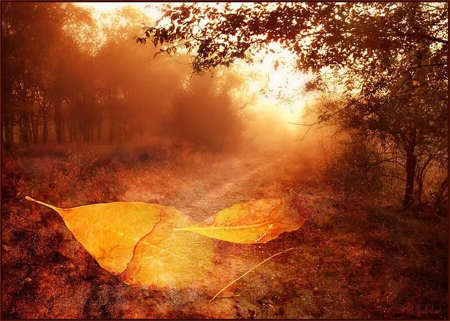 Тревожные дуют ветра. Душевная осень. Осень грусть. Осенний ветер. Осенние листья на ветру.