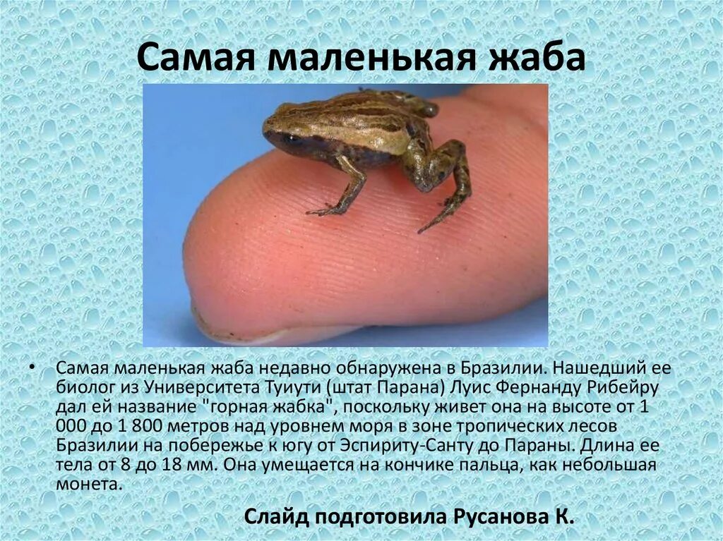 Где обитает маленький. Самая маленькая жаба. Самые маленькие лягушки. Самая маленькая лягушка название. Самая маленькая лягушка в мире.
