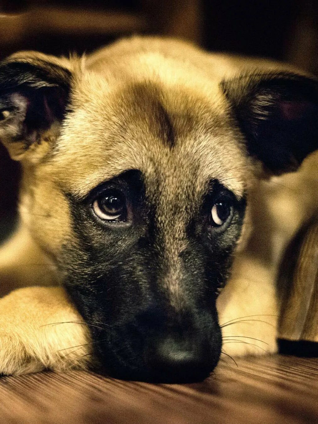 Щенок с грустными глазами. Взгляд собаки. Щенячьи глаза у девушки. Щенячьи глазки. Щенячьи глаза макияж.