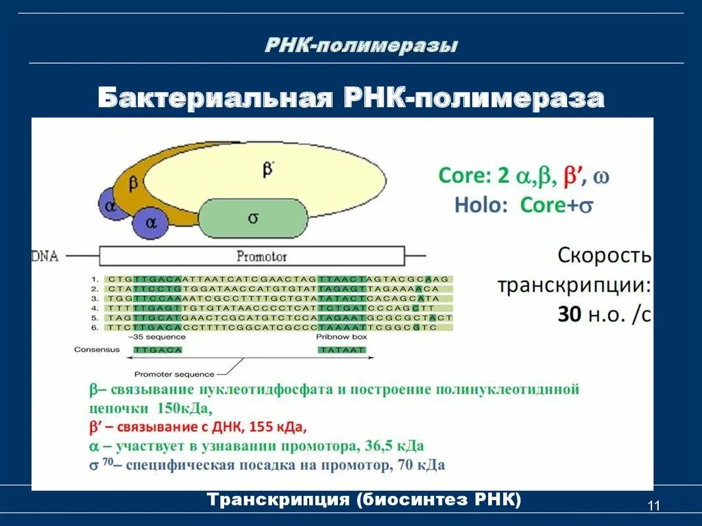 Полимеразы прокариот. Функции субъединиц РНК-полимеразы. Структура холофермента РНК полимеразы. Прокариотическая РНК полимераза. Строение РНК полимеразы у эукариот.