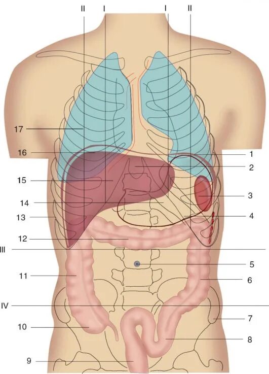 Левая сторона 11. Анатомия человека внутренние органы брюшной полости. Голотопия поджелудочной железы. Схема органов брюшной полости. Брюшная полость анатомия схема.