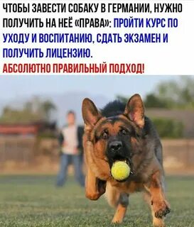 Зачем нужны собаки в городе