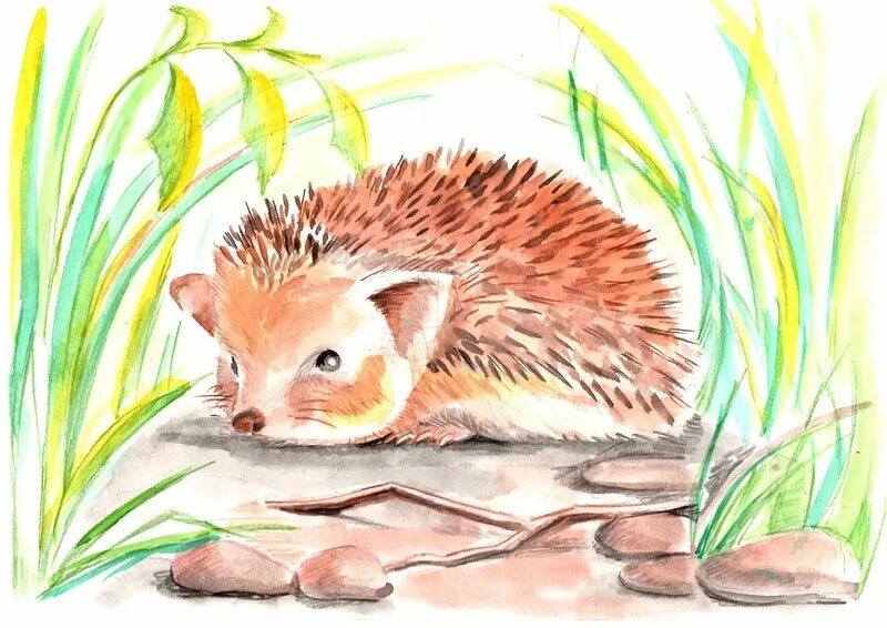 Ушастый ёж рисунок. Рисунки ежей для срисовки. Ёжик рисунок карандашом для детей. Ушастый еж карандашом. Ежик рисунок.