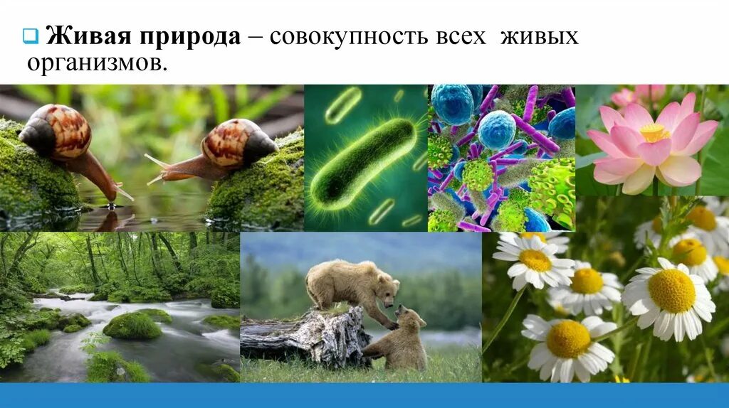 Цвет необходим живым организмам для. Живые организмы. Среды живой природы. Живая природа это совокупность. Тела живой природы живые организмы.