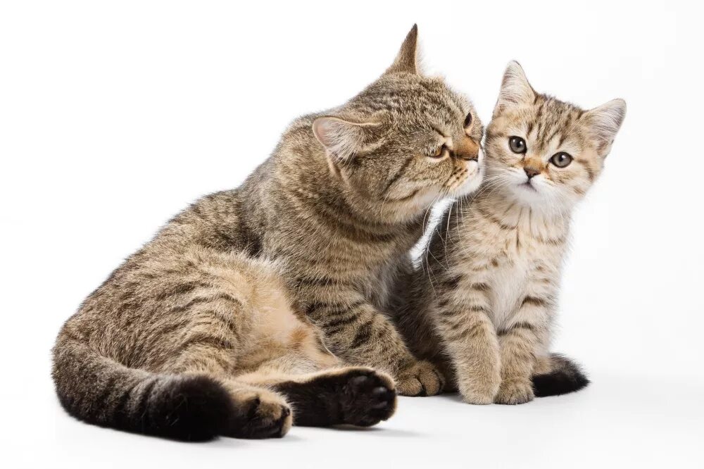Ist das katze