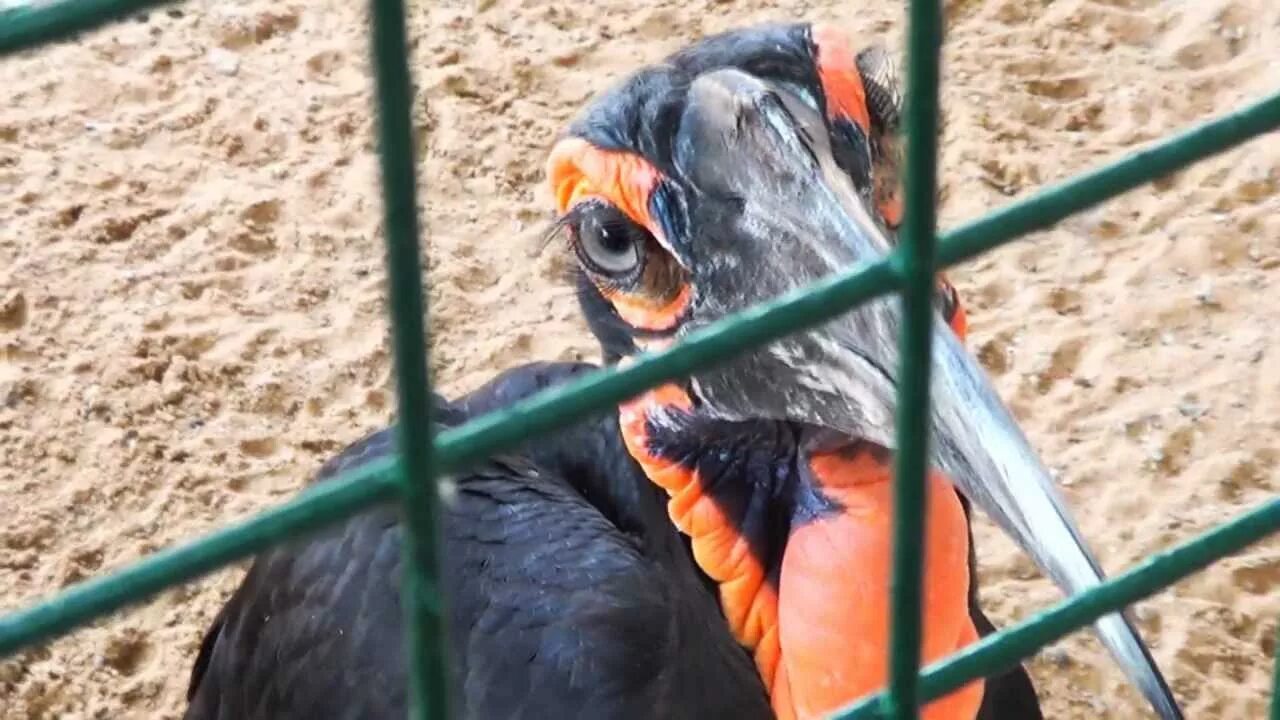 Emirates park zoo в абу-даби. Зоопарк абу. Emirates park zoo в абу-даби. Сафари парк абу даби. Al ain zoo абу-даби.