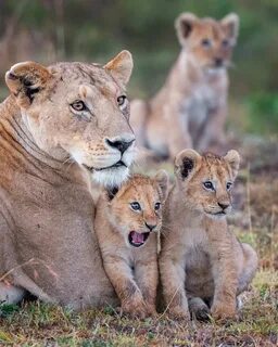 Wildlife photos