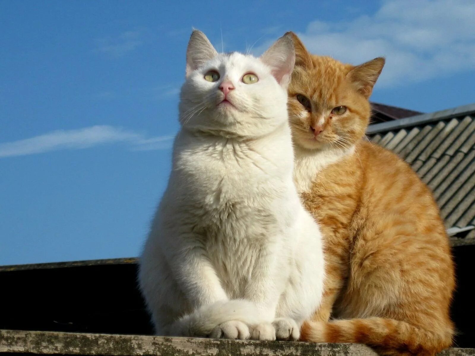 Два котика. Два котенка рыжий и белый. кот и кошка.