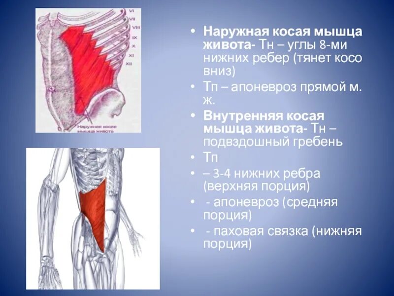 Функции косой мышцы. Наружная косая мышца живота апоневроз. внутренняя косая мышца живота функции. наружные и внутренние косые мышцы живота. наружная косая мышца живота функции.