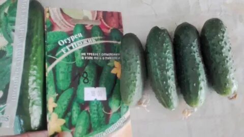 Огурцы сорт чижик