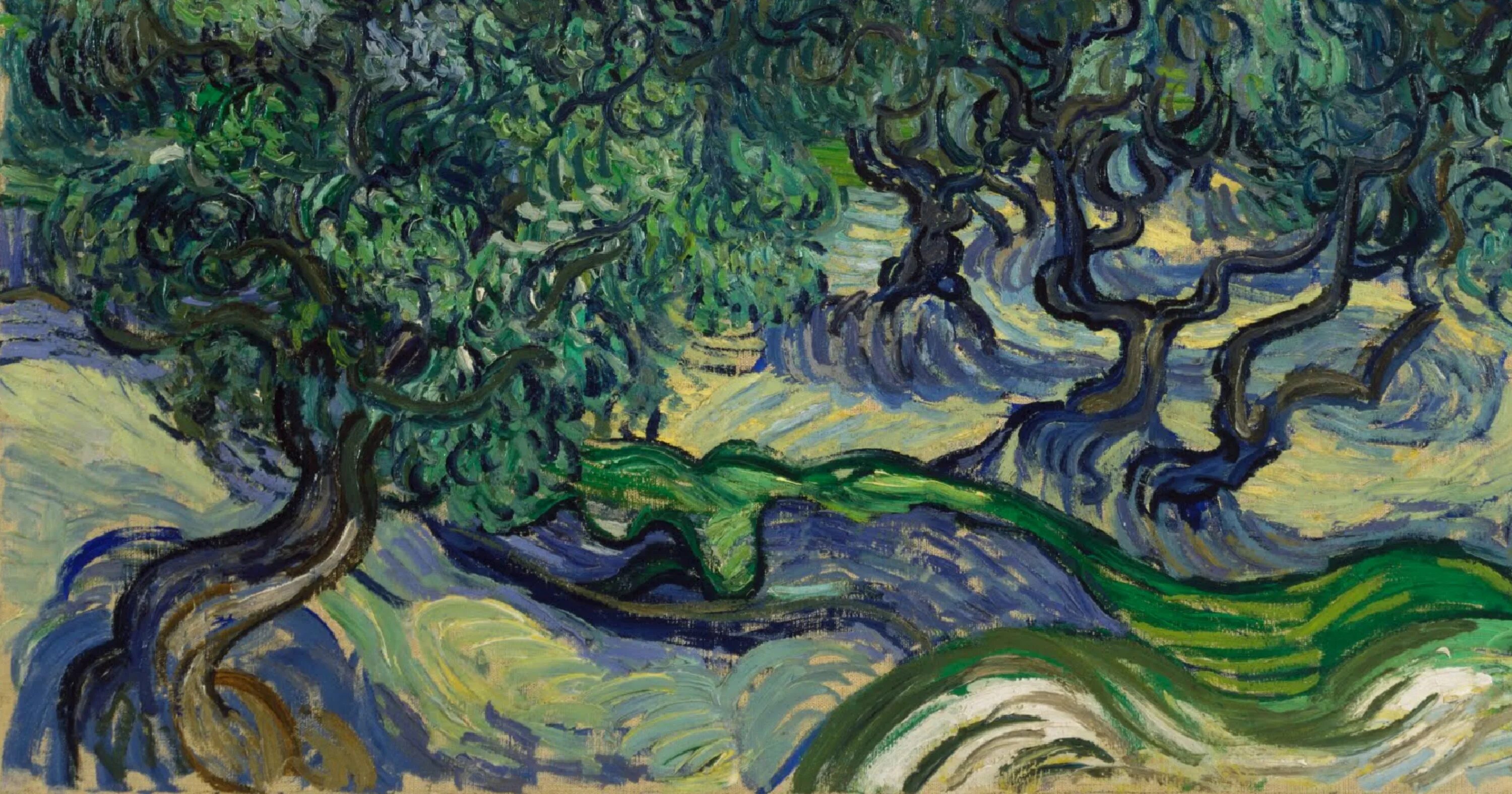 Винсент Ван Гог Olive Trees. Оливковые деревья Ван Гог оригинал. Винсент Ван Гог пейзаж с оливами 1889. Картина Ван Гога оливковая роща. Картины 1889