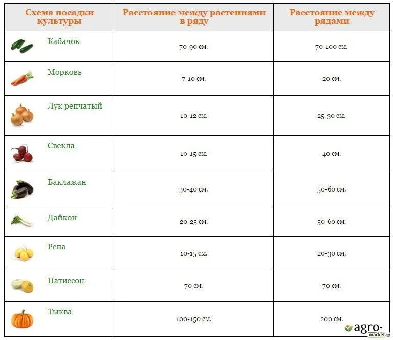 На каком расстоянии сажать семена. Схема посадки кабачков в открытый грунт. Свекла схема посадки в открытый грунт. Схема посадки свеклы. Схема посадки кабачков в открытом грунте.