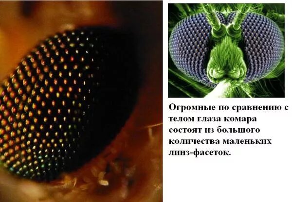 Как видят комары в темноте. Как видят комары. фасеточные глаза у кого примеры. как видят комары людей. кто имеет фасеточные глаза.