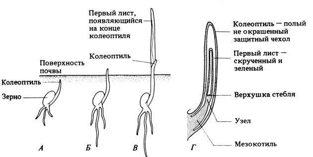 Прорастание пшеницы схема. Прорастание зерновки пшеницы. Проросток пшеницы строение. Проросток пшеницы схема. Колеоптиль