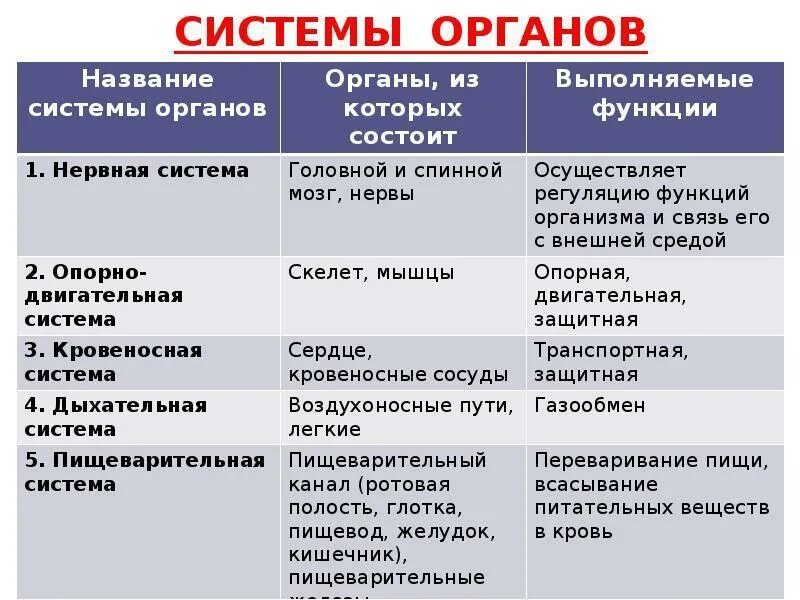 Система органов строение особенности. Система органов органы системы органов функции системы таблица. биология 7 класс таблица система органов органы функции. система органы функции биология 8 класс. перечислите основные системы органов и их функции 8 класс.