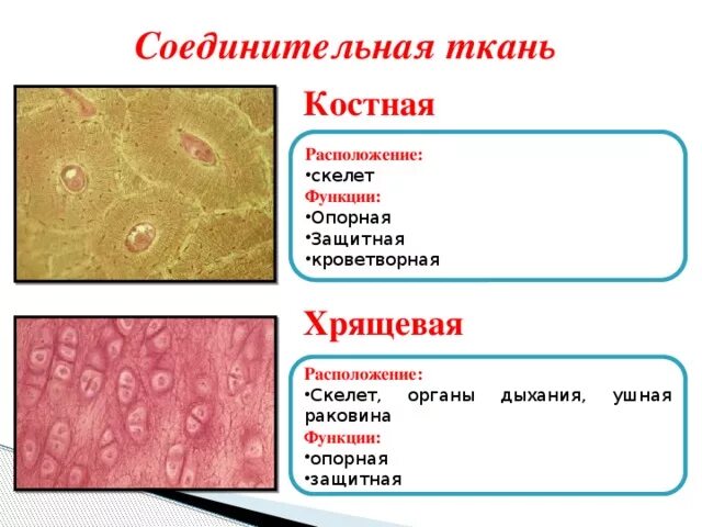 Соединительная ткань человека таблица. Расположение костной соединительной ткани. Скелетная костная ткань местоположение. Костная соединительная ткань местонахождение. Хрящевая соединительная ткань таблица.