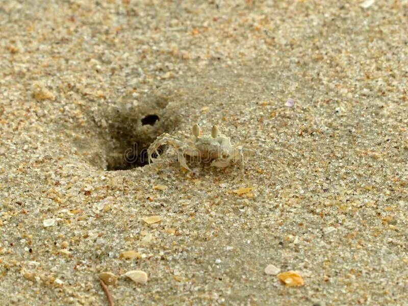 Digging holes. Роющий краб. Кто живет в песке. Кто обитает в песке. Червяк выпрыгивает из песка.
