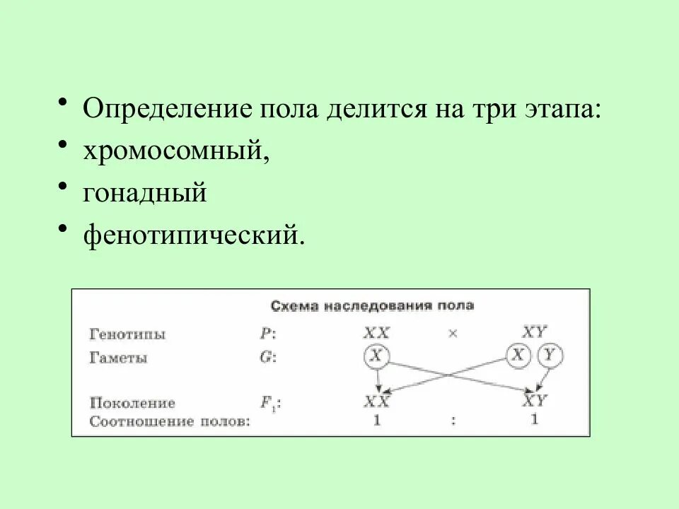 Таблица определения пола будущего ребенка по возрасту матери. К вторичным половым признакам у человека относится. Как определить пол человека. Определение пола у человека. Функция определить пол.