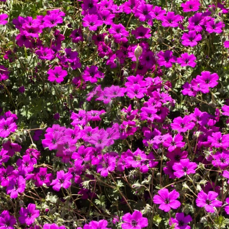 Герань пепельная geranium cinereum giuseppe. Герань пепельная балерина. Герань джузеппе. Герань джузеппе. Герань пепельная лоуренс флэтмен.