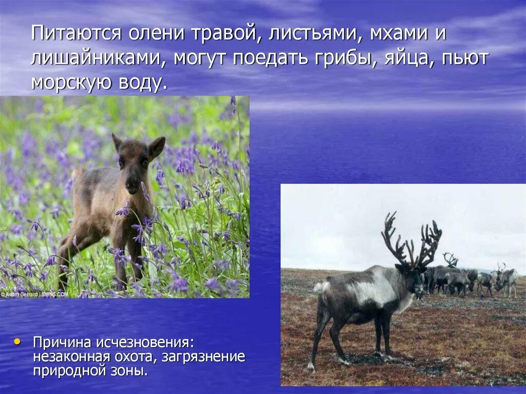 Северный олень внесен в красную книгу. Причины вымирания северного оленя. животные красной книги янао. северный олень причины исчезновения. северный олень исчезающий вид.