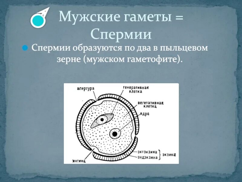 Мужские половые клетки образуют. Мужские гаметы. Мужская половая клетка — спермий.. Спермии образуются у растений. Мужские половые клетки – спермии – вырабатываются:.