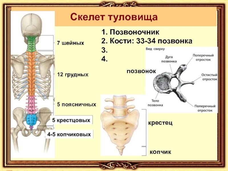 Грудные позвонки тип кости. Перечислите кости образующие кости туловища. Кости отдела скелета туловища. Строение костей скелета туловища. Строение туловища осевой скелет.