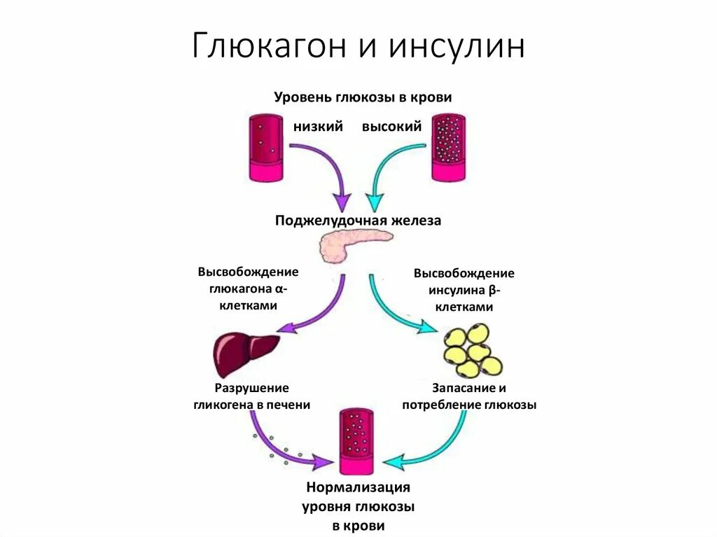 Поджелудочная железа синтез гликогена. Схема действия инсулина и глюкагона. Механизм действия инсулина и глюкагона. Схема механизма действия инсулина и глюкагона. Схема действия соматотропного гормона и инсулина.