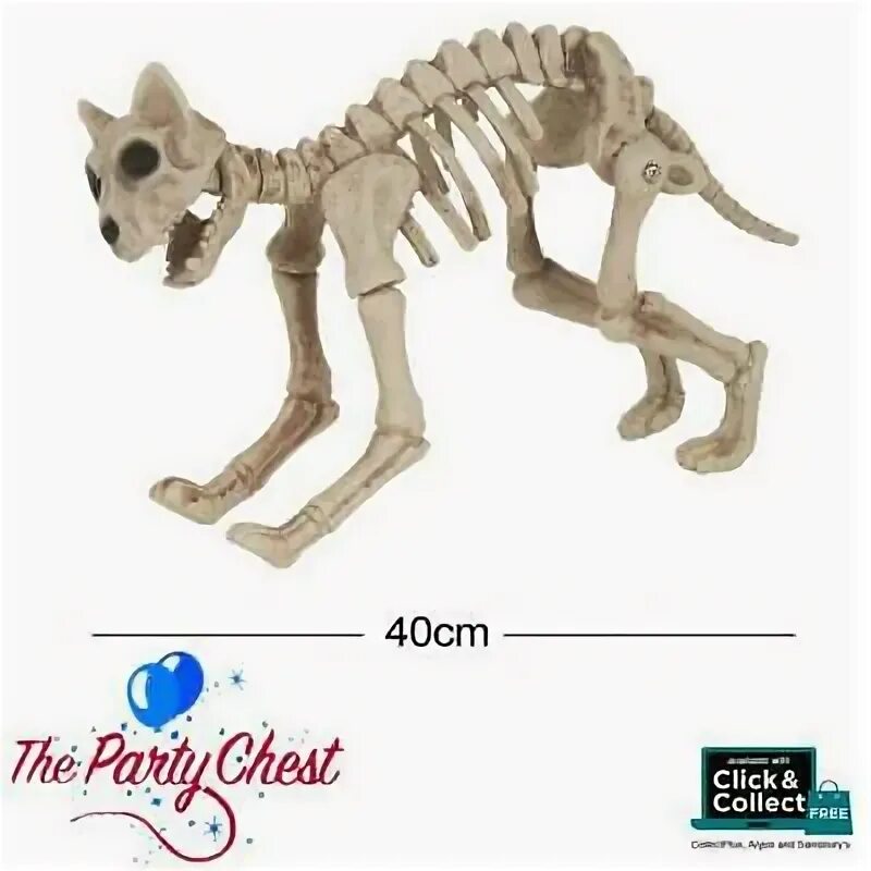 A tiger’s front paw Skeleton anatomy, Animal skeletons, Feline anatomy